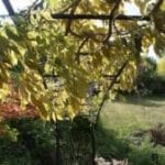 Ironwork - gallery image